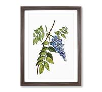Blooming Kidney Bean Tree By Pierre Joseph Redoute Vintage Framed Print | A4 Walnut Framed Wall Art | Ready to Hang | Classic Floral Picture | Living Room Bedroom Lounge Office
