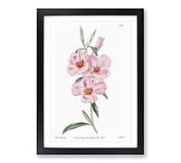 Blooming Pink Hibiscus Flowers Framed Print | A2 Black Framed Wall Art | Ready to Hang | Modern Floral Picture | Living Room Bedroom Lounge Office