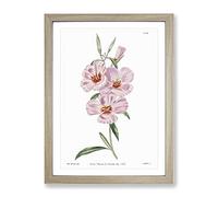Blooming Pink Hibiscus Flowers Vintage Framed Print | A2 Oak Framed Wall Art | Ready to Hang | Classic Floral Picture | Living Room Bedroom Lounge Office
