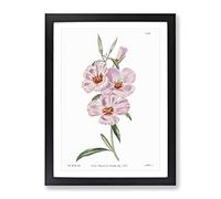 Blooming Pink Hibiscus Flowers Vintage Framed Print | A3 Black Framed Wall Art | Ready to Hang | Classic Floral Picture | Living Room Bedroom Lounge Office