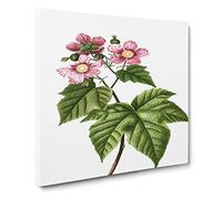 Blooming Rasberry Bush by Pierre Joseph Redoute Canvas Print | Gallery Wrapped 30mm Frame Wall Art | 20x20 inches | Ready to Hang | Retro Picture | Living Room Bedroom Lounge Office