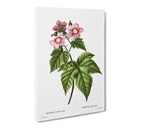 Blooming Raspberry Bush By Pierre Joseph Redoute Canvas Print | Gallery Wrapped 30mm Frame Wall Art | 30x20 inches | Ready to Hang | Retro Picture | Living Room Bedroom Lounge Office