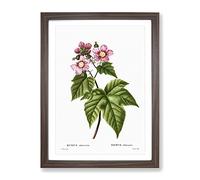 Blooming Raspberry Bush By Pierre Joseph Redoute Vintage Framed Print | A2 Walnut Framed Wall Art | Ready to Hang | Classic Nature Picture | Living Room Bedroom Lounge Office