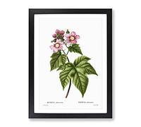 Blooming Raspberry Bush By Pierre Joseph Redoute Vintage Framed Print | A3 Black Framed Wall Art | Ready to Hang | Classic Nature Picture | Living Room Bedroom Lounge Office