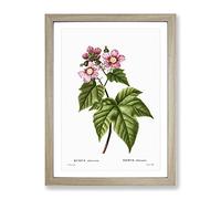 Blooming Raspberry Bush By Pierre Joseph Redoute Vintage Framed Print | A4 Oak Framed Wall Art | Ready to Hang | Classic Nature Picture | Living Room Bedroom Lounge Office