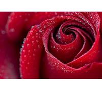 Blooming red roses with water droplets-5000-Piece Puzzle Toy for Adults: Brain Challenge and Friendship Gift Leisure, Entertainment, Party Decoration 14+