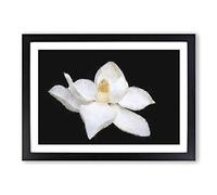 Blooming White Magnolia Painting Framed Print | A2 Black Framed Wall Art | Ready to Hang | Modern Floral Picture | Living Room Bedroom Lounge Office
