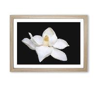 Blooming White Magnolia Painting Framed Print | A2 Oak Framed Wall Art | Ready to Hang | Modern Floral Picture | Living Room Bedroom Lounge Office