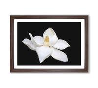 Blooming White Magnolia Painting Framed Print | A2 Walnut Framed Wall Art | Ready to Hang | Modern Floral Picture | Living Room Bedroom Lounge Office