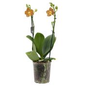 bloomling Butterfly Orchid 'Indian Summer' - 2 spikes - 1 item