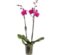 bloomling Butterfly Orchid 'Midi Purple' - 2 Spikes - 1 item
