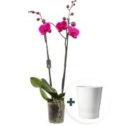 bloomling Butterfly Orchid 'Midi Purple' with Ceramic Pot - 1 item