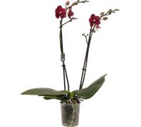 bloomling Butterfly Orchid 'Miley' - 2 Spikes - 1 item