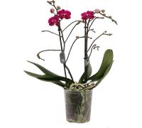 bloomling Butterfly Orchid 'Multi Purple' - 2 Spikes - 1 item