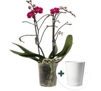 bloomling Butterfly Orchid 'Multi Purple' with Ceramic Pot - 1 item