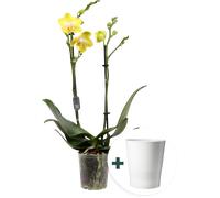 bloomling Butterfly Orchid 'Multi Yellow' with Ceramic Pot - 1 item