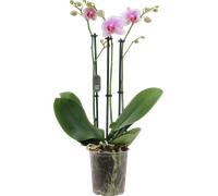 bloomling Butterfly Orchid 'Rotterdam' - 3 Spikes - 1 item