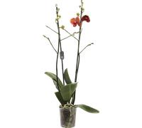 bloomling Butterfly Orchid 'Surf Song' - 1 item