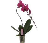 bloomling Butterfly Orchid 'Swan' Purple' - 1 item