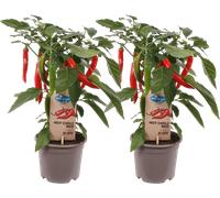 bloomling Chilli Plants 'Hot Chilli Red' - Set of 2 - 1 Set