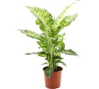 bloomling Dieffenbachia 'Mars' - approx. 50-60 cm tall - 1 item
