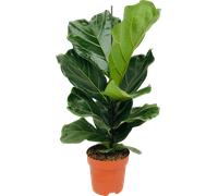 bloomling Fiddle-Leaf Fig , approx. 65-75 cm tall - approx. 65 - 75 cm