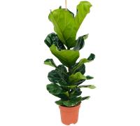 bloomling Fiddle-Leaf Fig , approx. 90-100 cm tall - approx. 90 - 100 cm