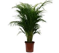 bloomling Golden Fruit Palm, approx. 100-110 cm tall - 1 item