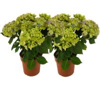 bloomling Hydrangea 5+ Umbels - Set of 2 - Blue