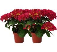 bloomling Hydrangea 5+ Umbels - Set of 2 - Red