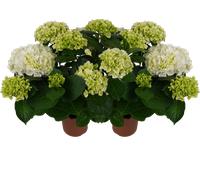 bloomling Hydrangea 5+ Umbels - Set of 2 - White