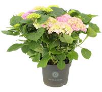 bloomling Hydrangea 'Early Rosa' Bush - approx. 50 cm tall - 1 item