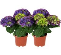 bloomling Hydrangea 'Ningbo Côte D'Azur' - Set of 2 - 1 Set