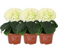 bloomling Hydrangea 'Schneeball®', 1-Stem - Set of 3 - 1 Set