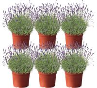 bloomling Lavender, pot Ø 12 cm tall - set of 6 - 1 Set