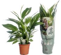 bloomling Peace Lily 'Vivaldi', height ca. 70 cm - 1 item