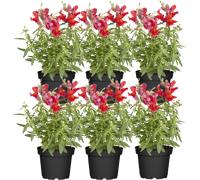 bloomling Snapdragon Red - Set of 6 - 1 Set