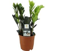 bloomling Zamioculcas 'Raven' - Black, height ca. 40 cm - 1 item