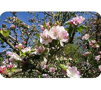 Blossom - Glass Worktop Saver/Protector - by Pearl Glass (Apple Blossom, Extra Large 60 x 40cm)