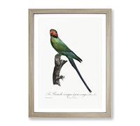 Blossom Headed Parakeet By F. Levaillant Vintage Framed Wall Art Print, Ready to Hang Picture for Living Room Bedroom Home Office Décor, Oak A3 (34 x 46 cm)
