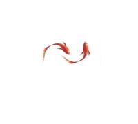 Blue And Purple Koi Goldfish Colorful Temporary Tattoo Stickers, Waterproof Female Lasting Wrist Double Fish, Fake Tattoos(06)