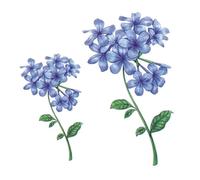 Blue Ball Flower Temporary Tattoo Stickers Waterproof Lasting Female Simulation Plant Small Fresh Literature Sticker Fake Tattoos