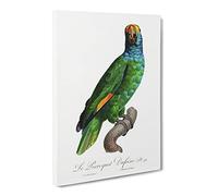 Blue Cheeked Amazon Parrot By F. Levaillant Vintage Canvas Wall Art Print Ready to Hang, Framed Picture for Living Room Bedroom Home Office Décor, 24x16 Inch (60x40 cm)
