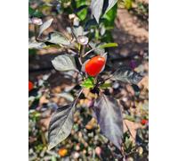 Blue Christmas Chilli Seeds - 10 Fresh Seeds
