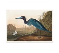 Blue Crane Poster John James Audubon Vintage Bird Illustration Antique Print Ornithology Art, Archival Matte, A5 (Print Only) - 21x14.8cm
