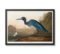 Blue Crane Poster John James Audubon Vintage Bird Illustration Antique Print Ornithology Art, Archival Matte, A4 (Black Frame) - 29.7x21cm