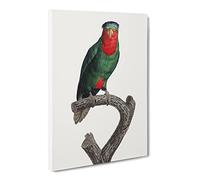 Blue Crowned Lorikeet By F. Levaillant Canvas Print | Gallery Wrapped 30mm Frame Wall Art | 20x14 inches | Ready to Hang | Retro Picture | Living Room Bedroom Lounge Office