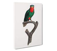 Blue-crowned Lorikeet by F. Levaillant Canvas Print | Gallery Wrapped 30mm Frame Wall Art | 30x20 inches | Ready to Hang | Contemporary Picture | Living Room Bedroom Lounge Office
