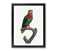 Blue Crowned Lorikeet By F. Levaillant Vintage Framed Wall Art Print, Ready to Hang Picture for Living Room Bedroom Home Office Décor, Black A4 (34 x 25 cm)