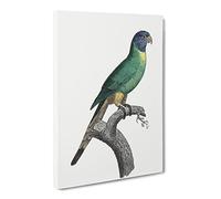 Blue Crowned Parakeet By F. Levaillant Canvas Print | Gallery Wrapped 30mm Frame Wall Art | 24x16 inches | Ready to Hang | Retro Bird Picture | Living Room Bedroom Lounge Office